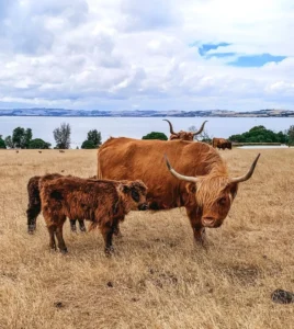 Churchill Island Heritage Farm